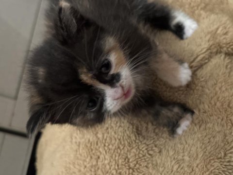 British shorthair yavruları ücretsiz sahiplendirilecektir