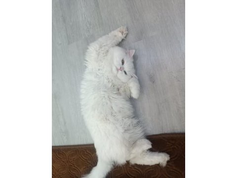 British longhair old eyes