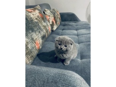 British shorthair kedimiz
