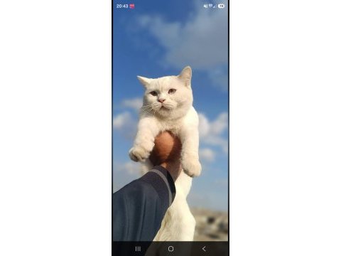 Cana yakın sevimli british shorthair dişi