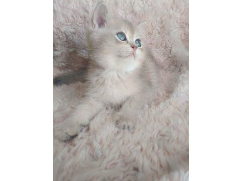 Fıstık british shorthair oğlum