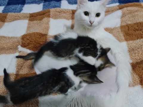Uysal yavru kedilere acil yuva