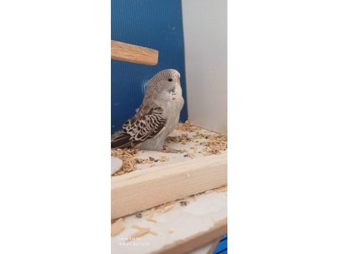 Takım muhabbet kuşu şov jumbo