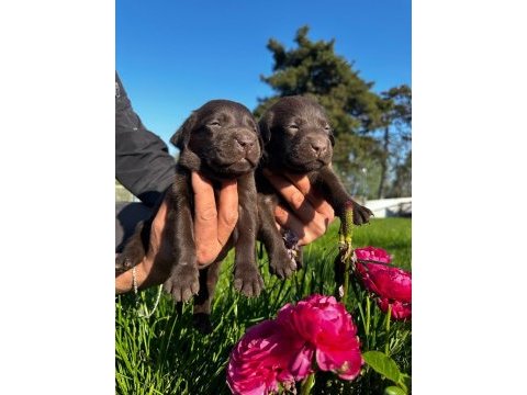 Labrador retriever yavrularımız