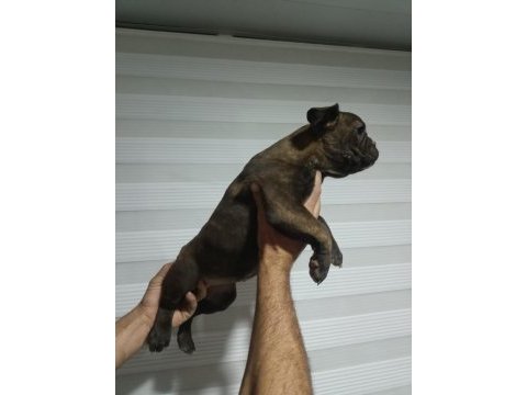 French bulldog yavruları gençlik aşıları tam