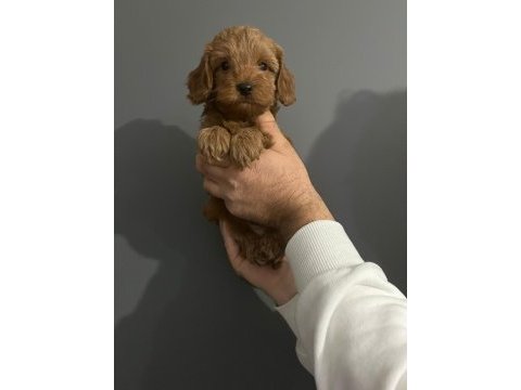 2 red 1 apricot son 3 yavru poodle