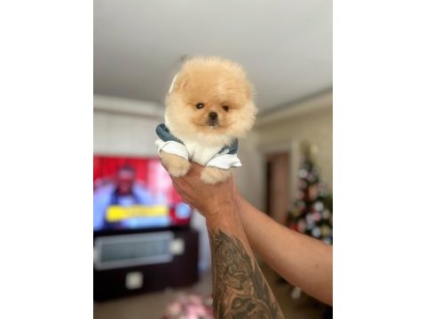 Bal gibi mini boy pomeranian ayıcık