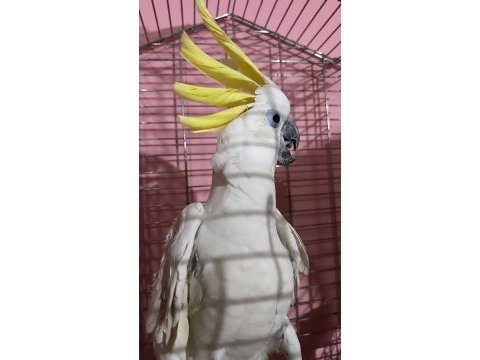 Dev kakadu papağanı