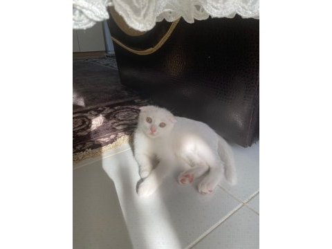 Scottish fold güzellikler