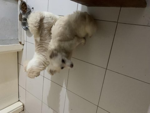 Spitz köpek