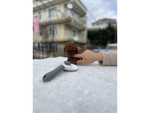 Kore ve toy poodle teacup bebekler