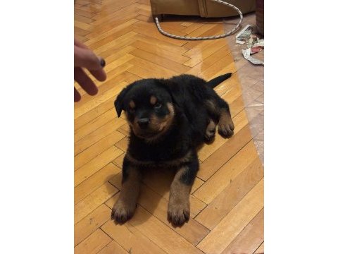 Rottweiler yavruları