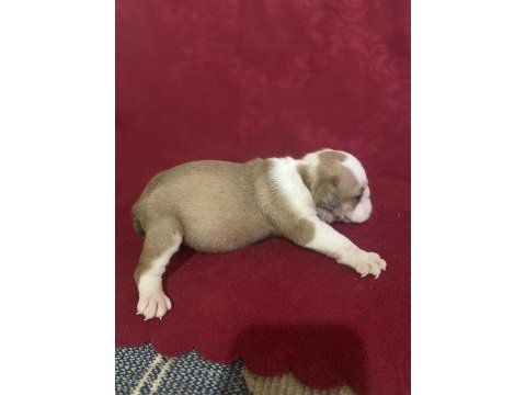 Bulldog erkek ve dişi yavru köpekler