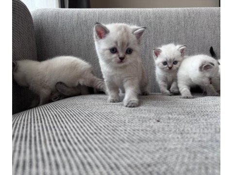 Safkan beyaz british shorthair yavrular