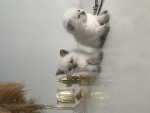 Güzel scottish fold bebekler yeni yuvalarını arıyor
