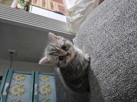 4 erkek 1 dişi britich shorthair yavrularımız