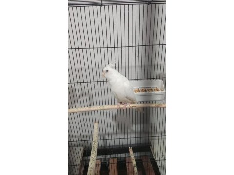 Albino sultan papağanı erkek yavru
