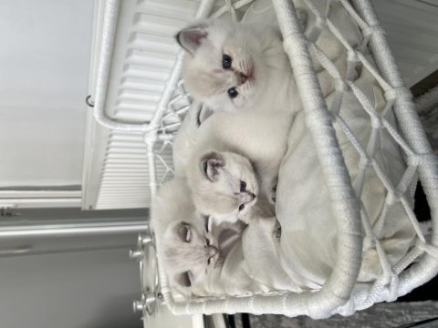 Şecereli blue point british shorthair yavrular