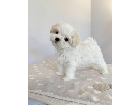 Maltese terrier sıfır numara xs büyümeyen