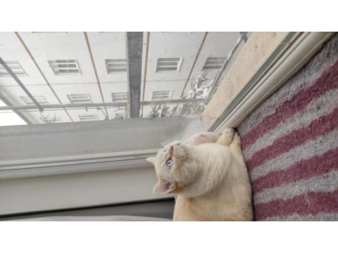Red point british shorthair