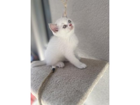Blue point puanlı british shorthair