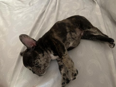 French bulldog 47 günlük
