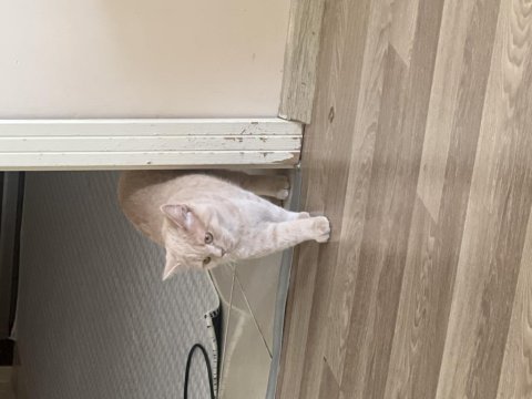 Kedimiz çok uysal akıllı