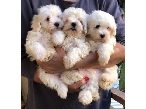 Maltese terrier yavrulari
