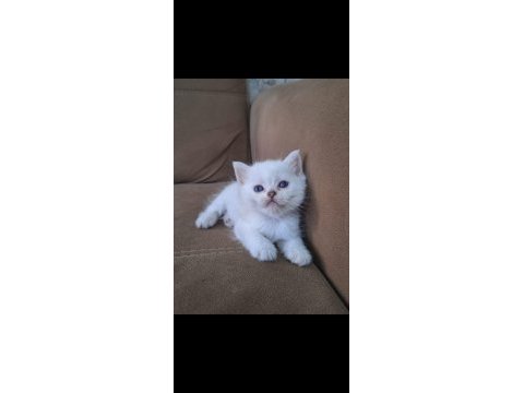 British shorthair kusursuz anatomi bebekler