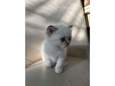 45 günlük british blue point yavrularım
