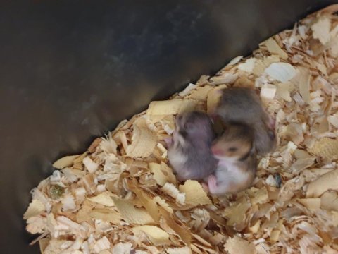 Yeni yeme düşecek hamster yavrular