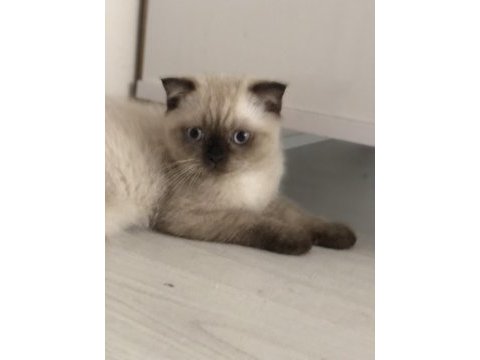 3 aylık scottish fold yeni yuvasını arıyor