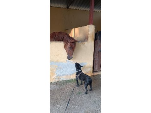 1.5 yaşında zeus a yeni aile arıyoruz french bulldog