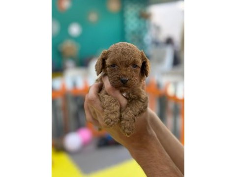 Show kalite poodle yavrularımız