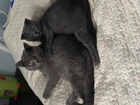 British shorthair kedimiz yekta yeni ailesini arıyor