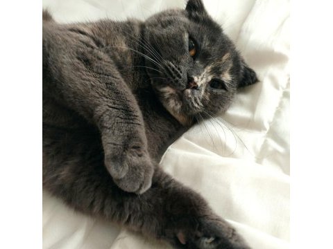 Ücretsiz sahiplendirme scottish fold
