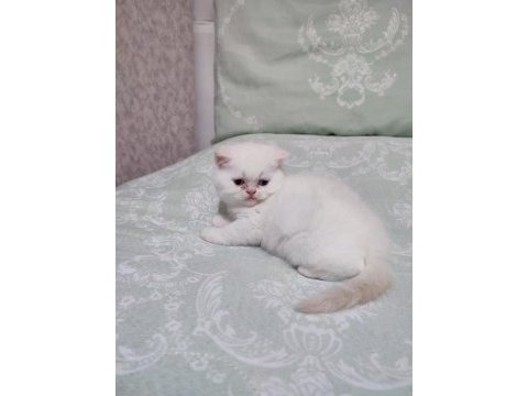 Exotic shorthair yavrumuz ve çok nadir tür foldex bebekler