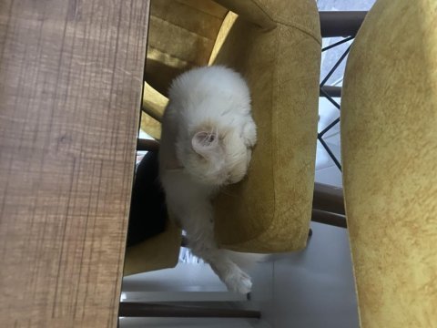 İran persian 5 aylık aşısı dün yapıldı