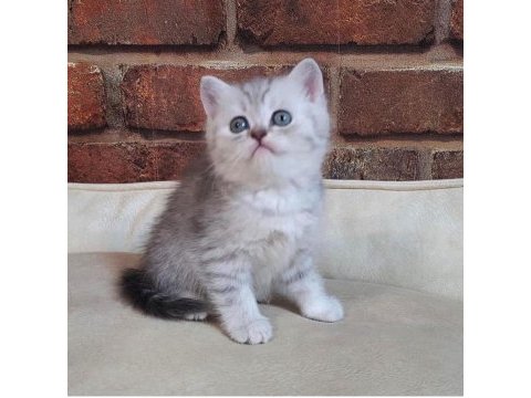 Saf kan british shorthair silver