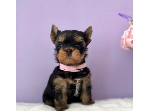 Teacup yorkshire terrier minikler