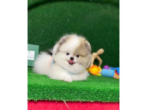 Blacks petshop garantisiyle orijinal pomeranian boo yavrular