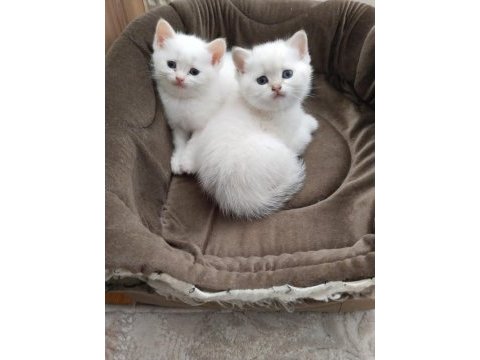 Safkan ve sevecen british shorthair bebişler