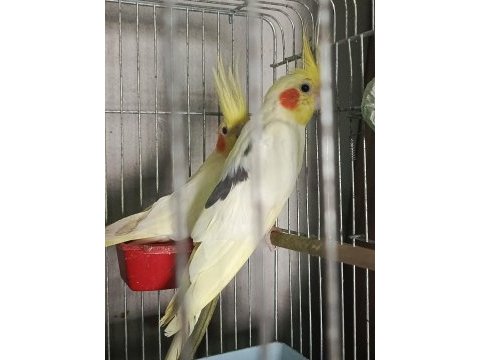 Tecrübeli takım yumurtalı yavrulu sultan papağanı