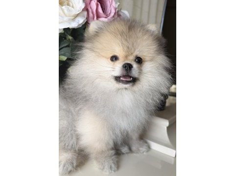 Pomeranian boo köpeği