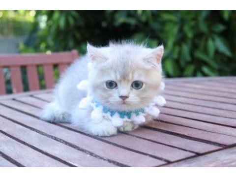 Safkan blue golden yavru kedimiz