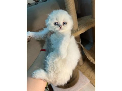 British longhair bebekler dişi erkek