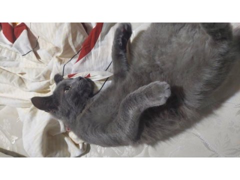 Melez kedi