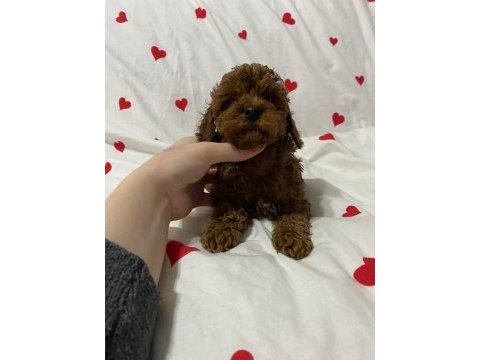 Toy poodle red brown yavrularımız