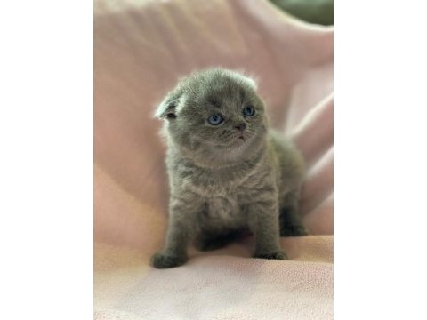 Anne altından scottish fold