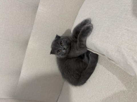 Scottish fold yavrulara yuva olur musun